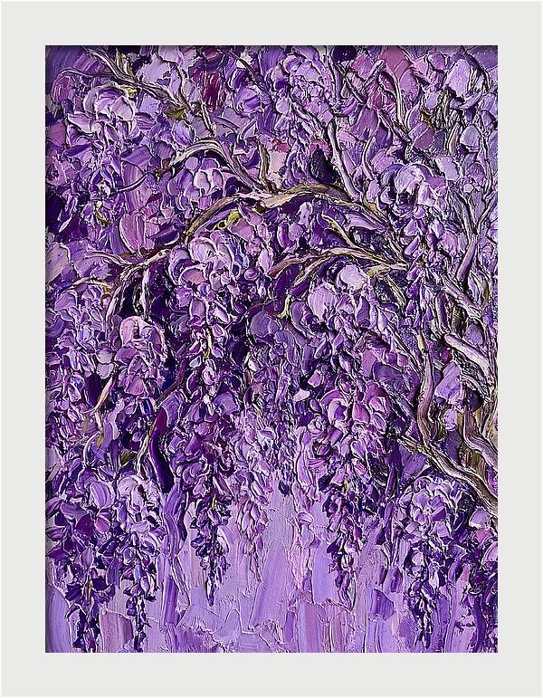 Wisteria Canopy In Full Bloom