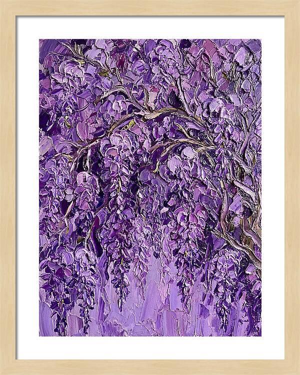 Wisteria Canopy In Full Bloom