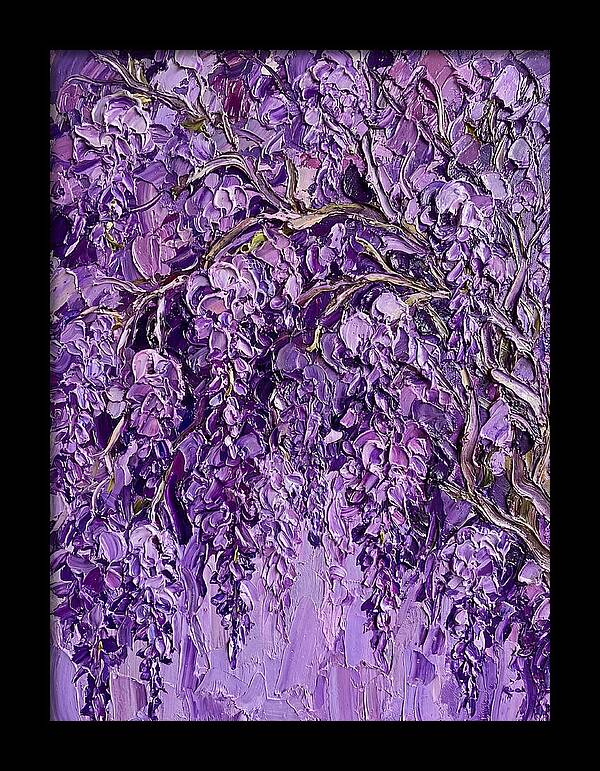 Wisteria Canopy In Full Bloom