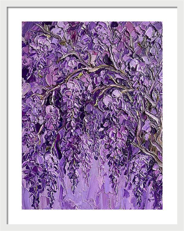 Wisteria Canopy In Full Bloom