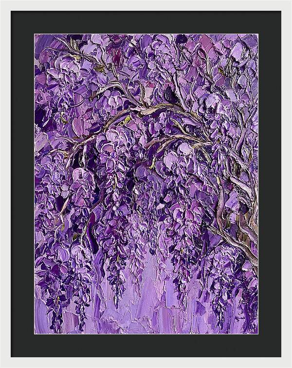 Wisteria Canopy In Full Bloom