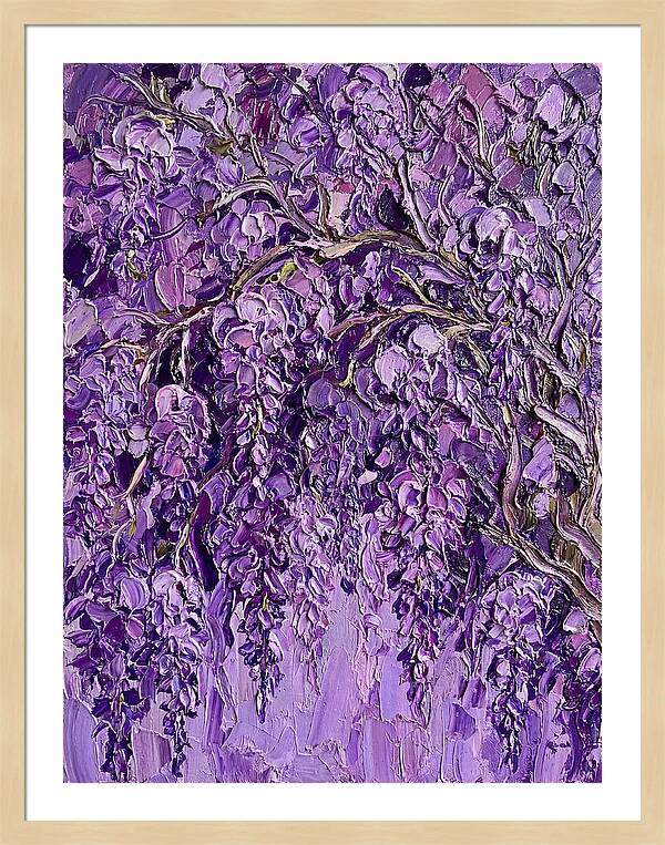 Wisteria Canopy In Full Bloom