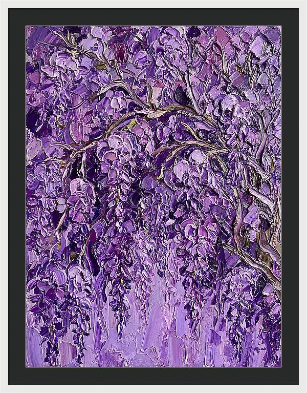 Wisteria Canopy In Full Bloom