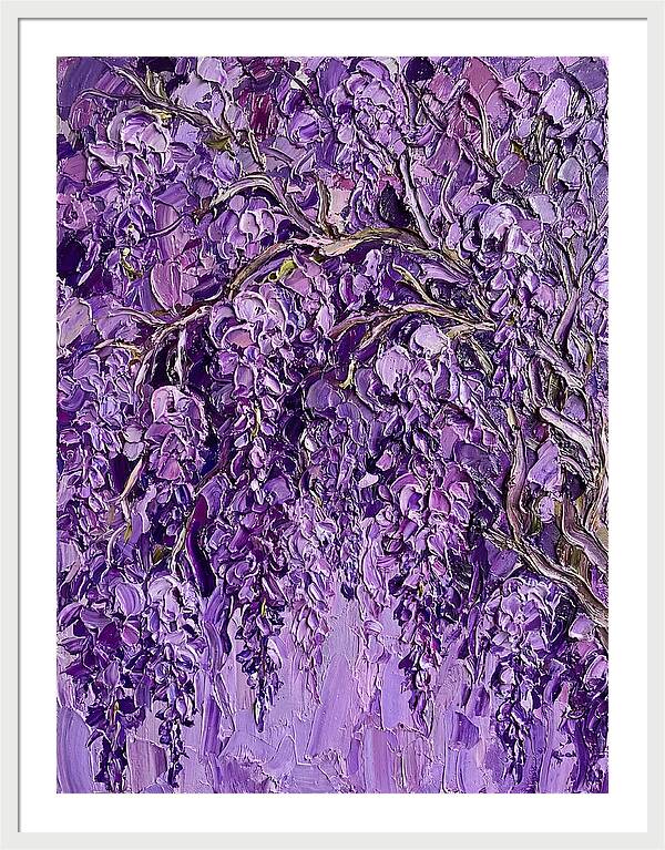 Wisteria Canopy In Full Bloom