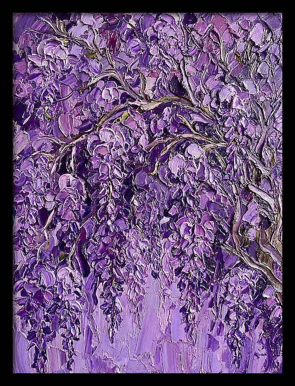 Wisteria Canopy In Full Bloom