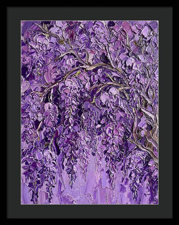 Wisteria Canopy In Full Bloom
