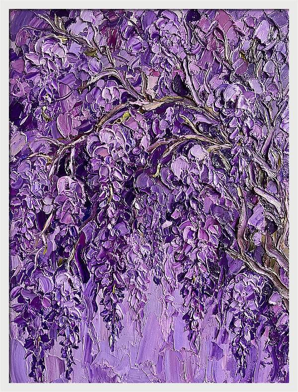 Wisteria Canopy In Full Bloom