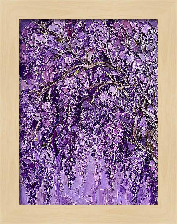 Wisteria Canopy In Full Bloom
