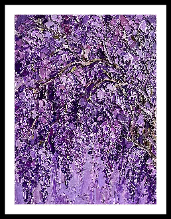 Wisteria Canopy In Full Bloom