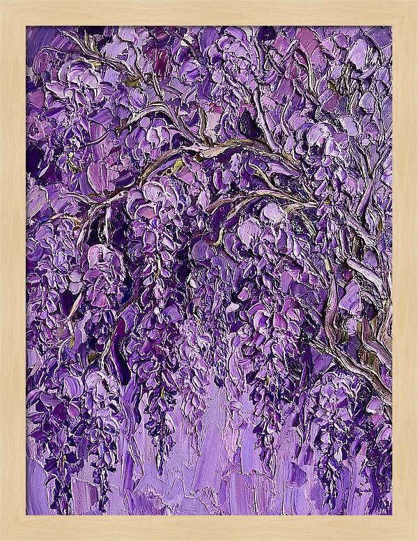 Wisteria Canopy In Full Bloom