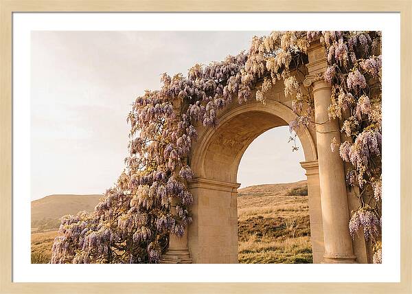 Wisteria Cascading Over Archway
