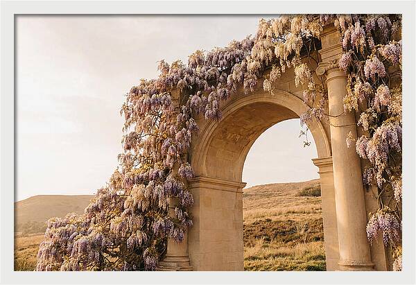 Wisteria Cascading Over Archway