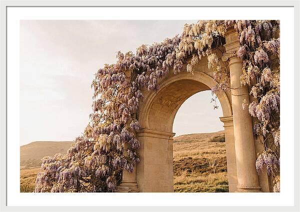 Wisteria Cascading Over Archway