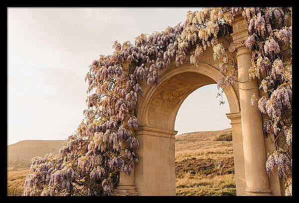 Wisteria Cascading Over Archway