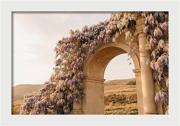 Wisteria Cascading Over Archway