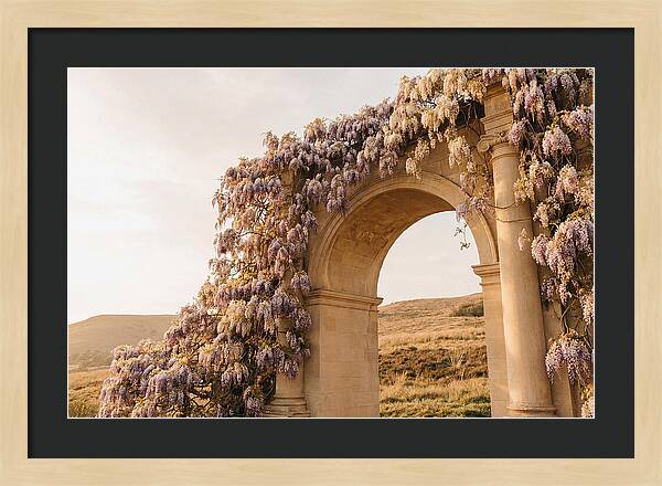 Wisteria Cascading Over Archway