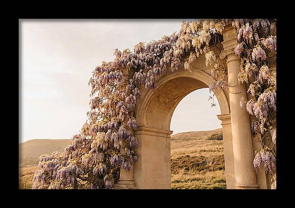 Wisteria Cascading Over Archway