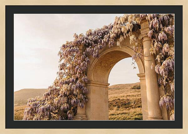 Wisteria Cascading Over Archway