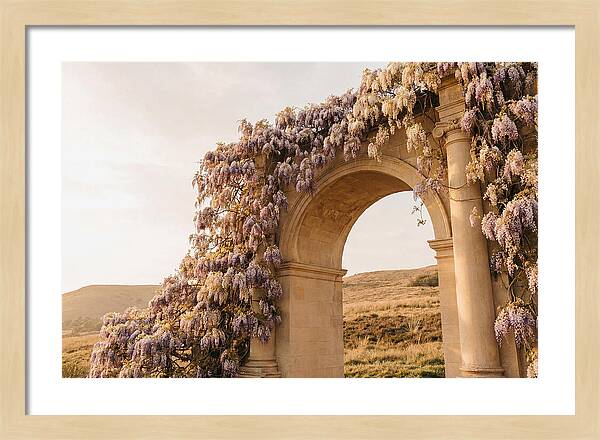 Wisteria Cascading Over Archway