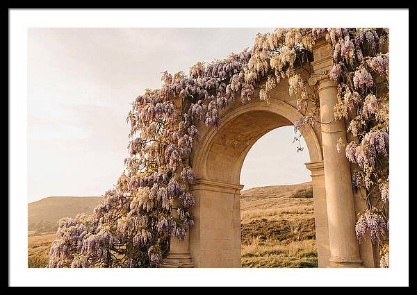 Wisteria Cascading Over Archway