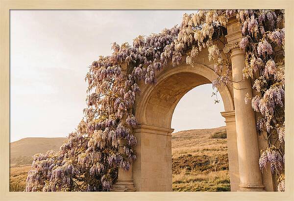 Wisteria Cascading Over Archway