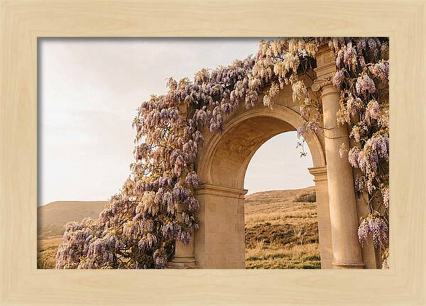 Wisteria Cascading Over Archway