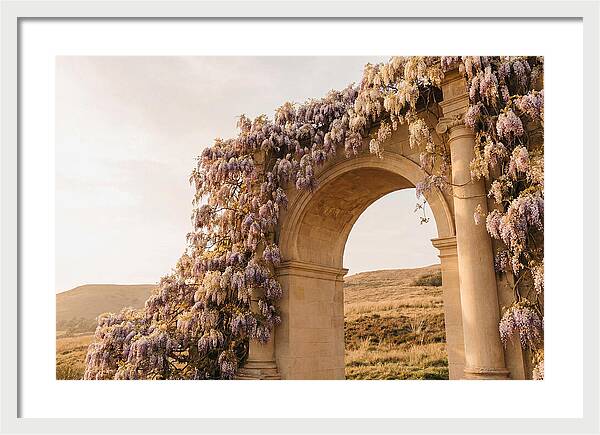 Wisteria Cascading Over Archway