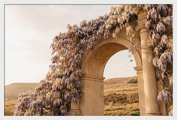 Wisteria Cascading Over Archway