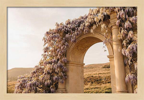 Wisteria Cascading Over Archway