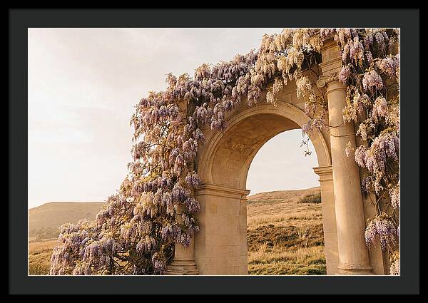 Wisteria Cascading Over Archway