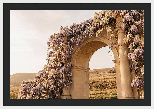Wisteria Cascading Over Archway