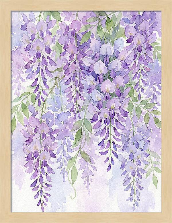 Wisteria Dreams In Bloom