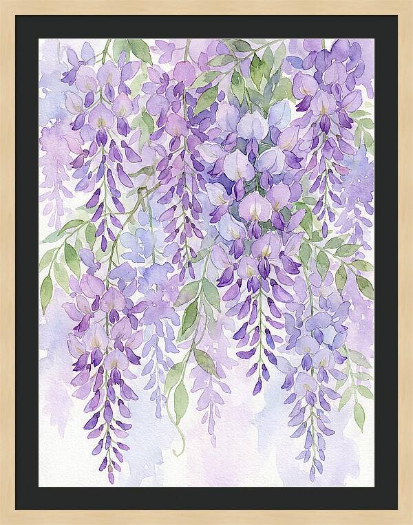 Wisteria Dreams In Bloom