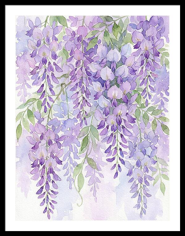 Wisteria Dreams In Bloom