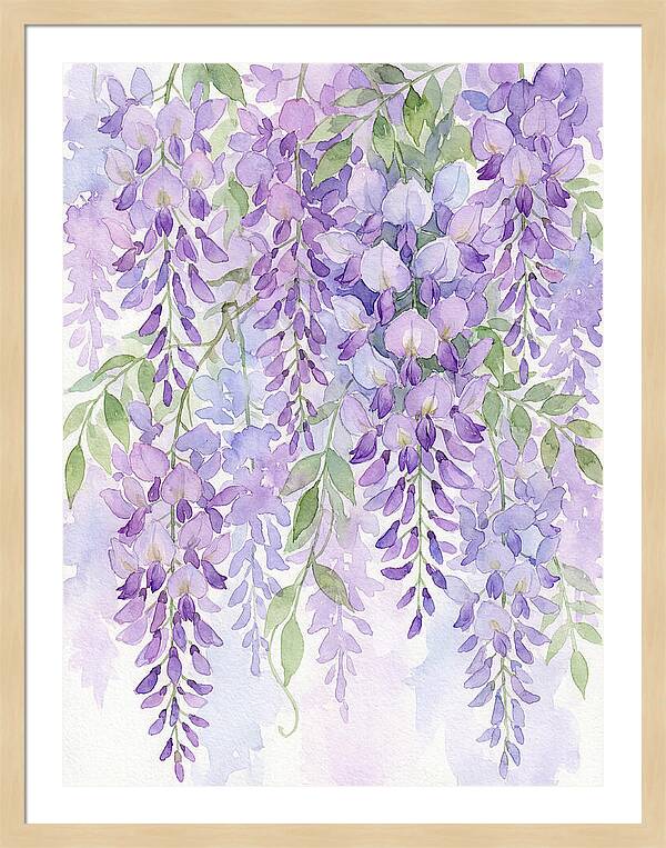 Wisteria Dreams In Bloom