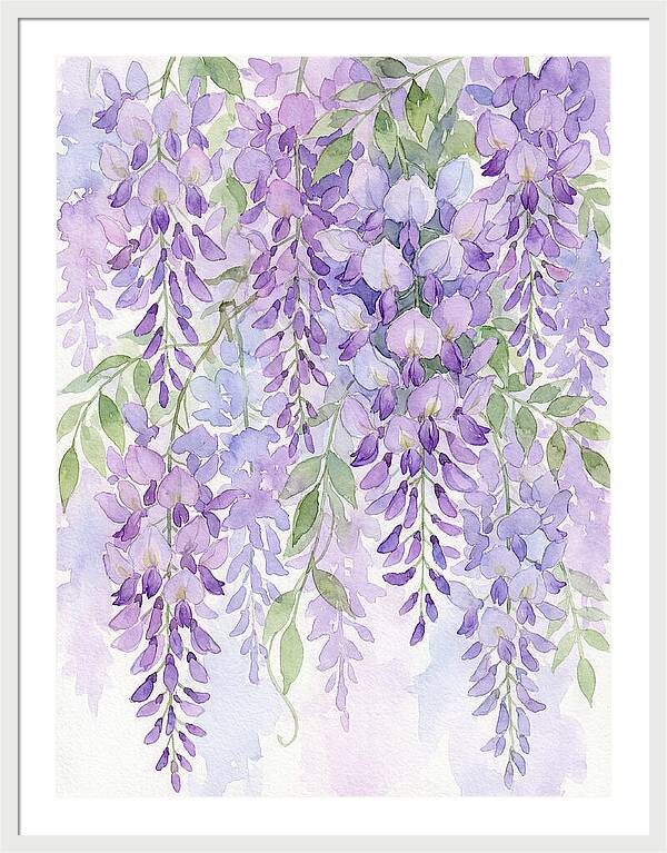 Wisteria Dreams In Bloom