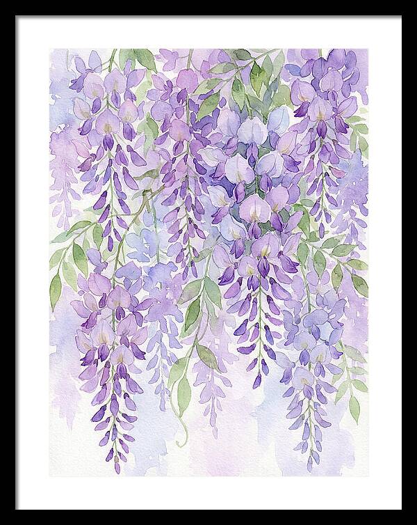 Wisteria Dreams In Bloom