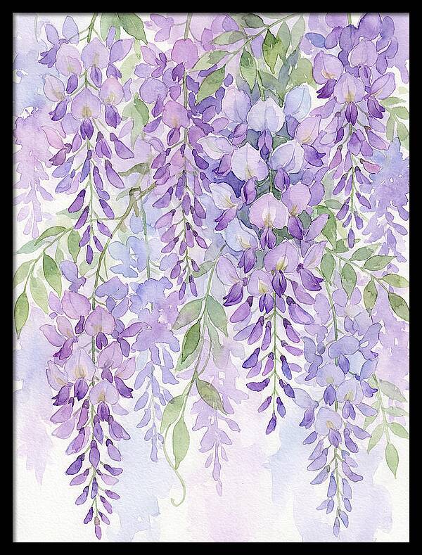 Wisteria Dreams In Bloom