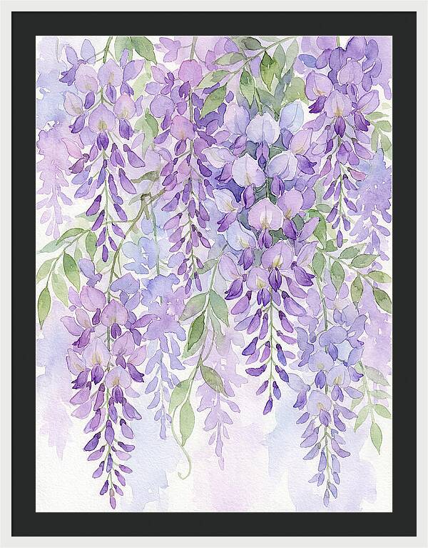 Wisteria Dreams In Bloom