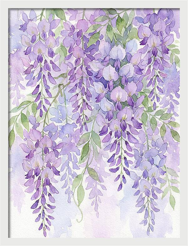 Wisteria Dreams In Bloom