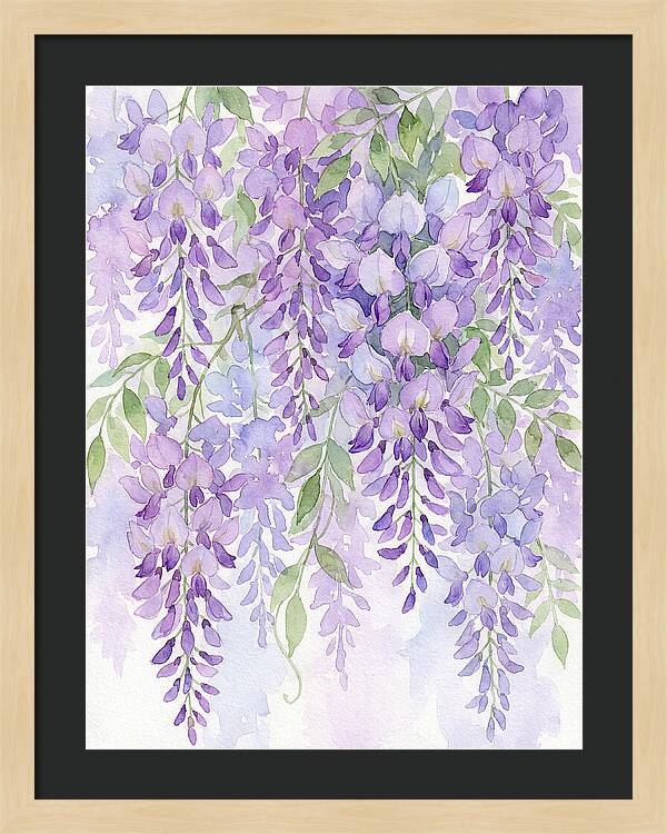 Wisteria Dreams In Bloom