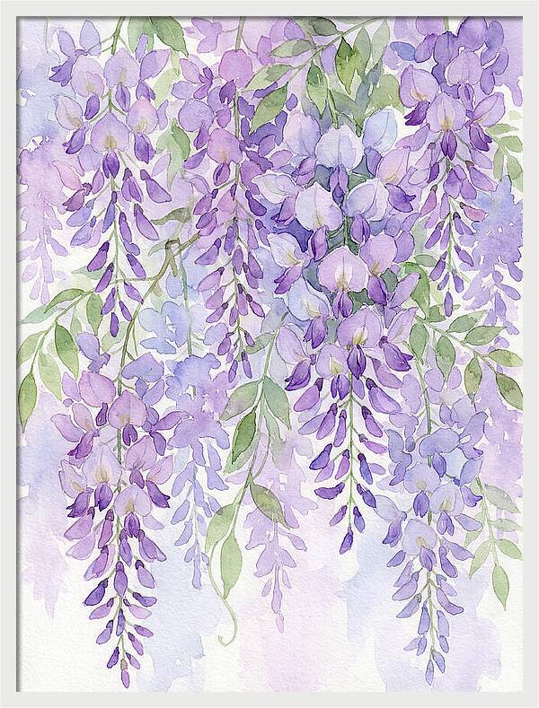 Wisteria Dreams In Bloom