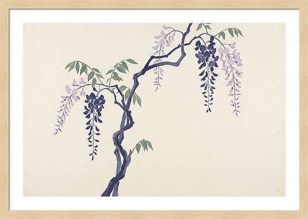 Wisteria Dreams Unfolding