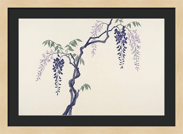 Wisteria Dreams Unfolding