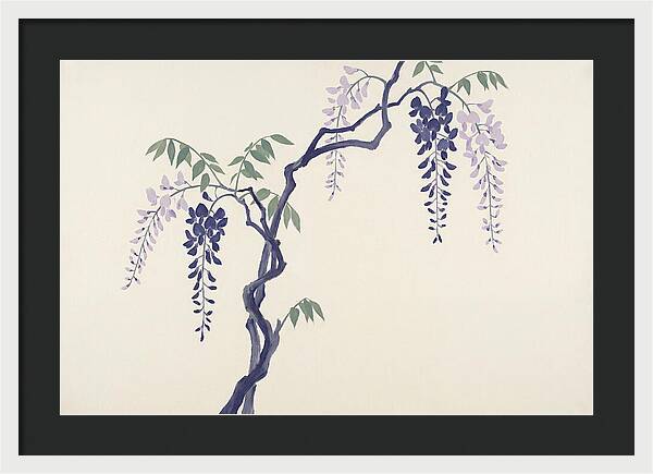 Wisteria Dreams Unfolding