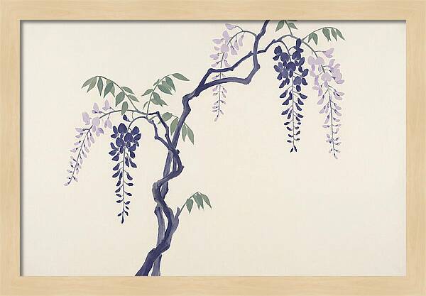 Wisteria Dreams Unfolding