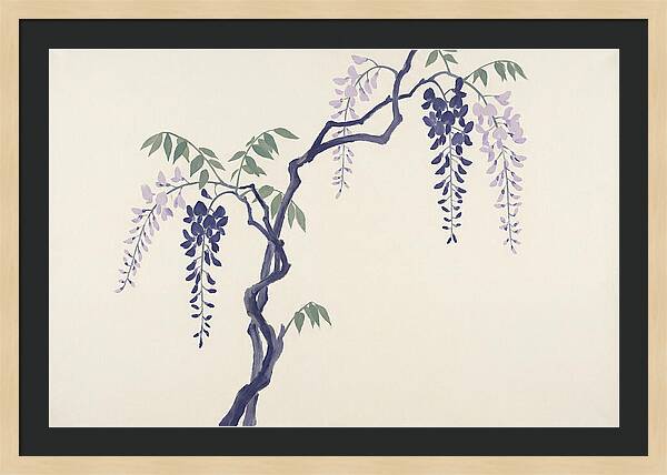 Wisteria Dreams Unfolding