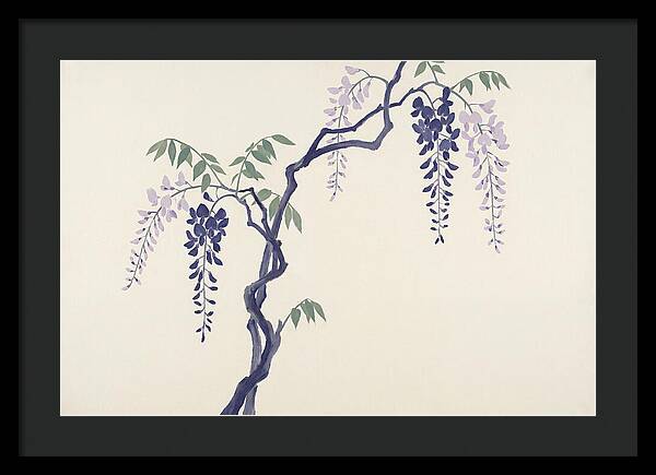 Wisteria Dreams Unfolding