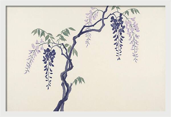 Wisteria Dreams Unfolding