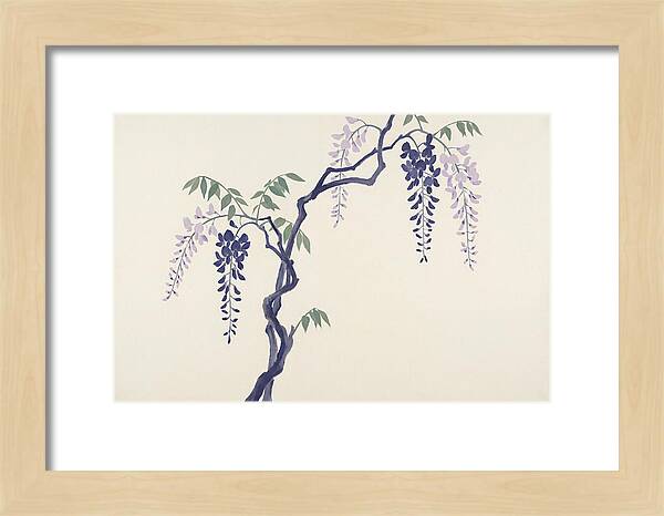 Wisteria Dreams Unfolding